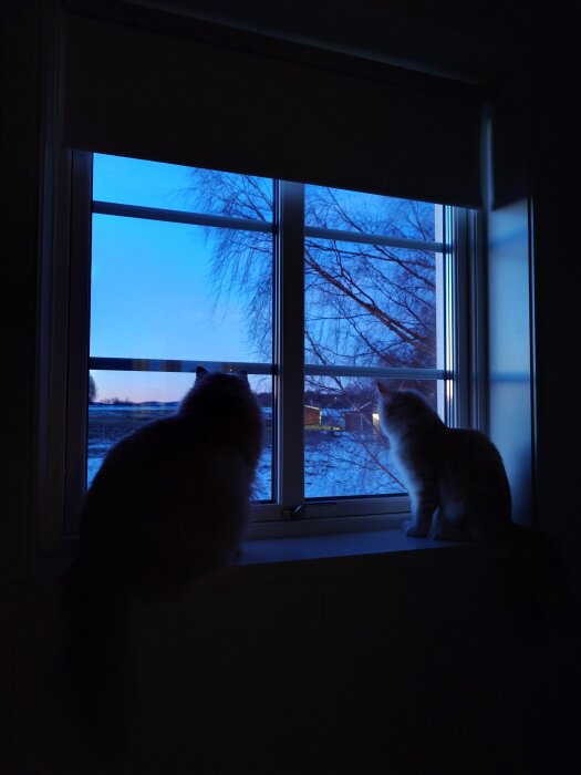 Två katter sitter på en fönsterkarm och tittar ut genom ett fönster mot en vinterträdgård i skymning.