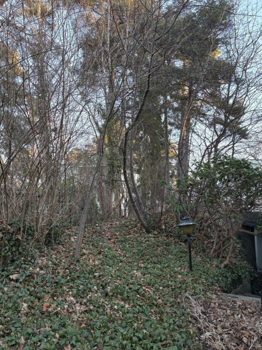 En trädbevuxen trädgård med mark täckt av löv och murgröna, möjligt plats för studsmatta. En trädgårdslampa står till höger.