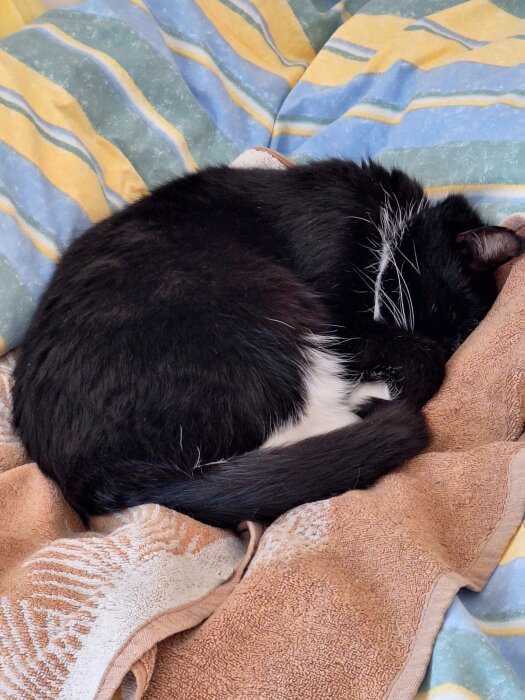 Svartvit katt sover ihopkurad på en beige handduk på en säng med färgglad randig bädd.