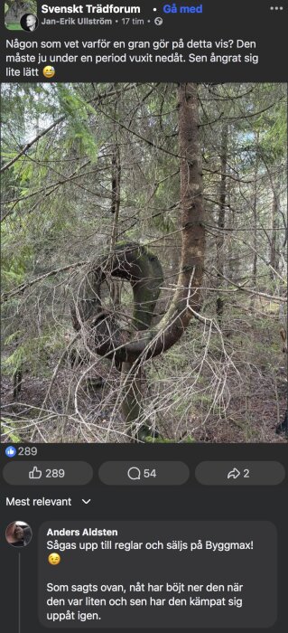 En gran har vuxit i en nästan cirkulär form innan den fortsätter växa uppåt i en skog.