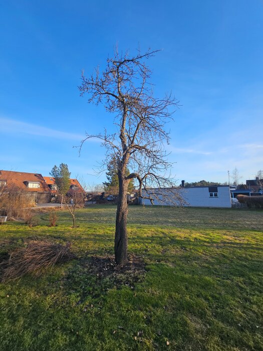 Päronträd i en trädgård med kala grenar och kringliggande grön gräsmatta. Bakgrund med hus och blå himmel.