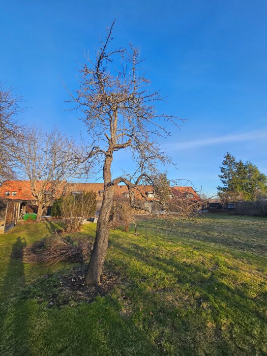 Ett päronträd med kala grenar i en trädgård, omgiven av gräsmatta och några buskar, under en klarblå himmel.