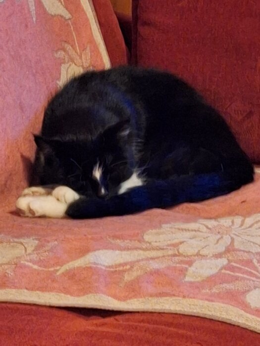Svartvit katt sover på en rosamönstrad soffa.