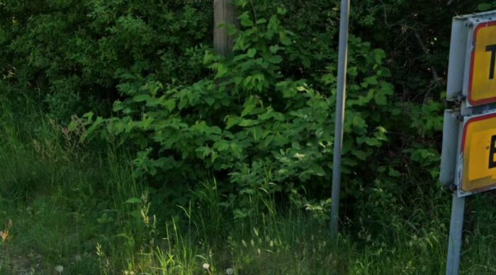 Buskage och högt gräs intill en vägkant med en del av en gul vägskylt synlig till höger i bilden.