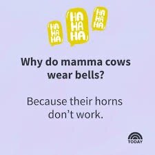 Humorbild med text: "Why do mamma cows wear bells? Because their horns don't work." Med "HAHA" i pratbubblor och logotyp längst ner.