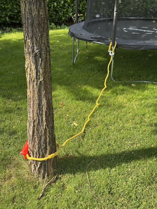 En gul bogserlina förankrar en studsmatta vid ett träd på en gräsmatta.