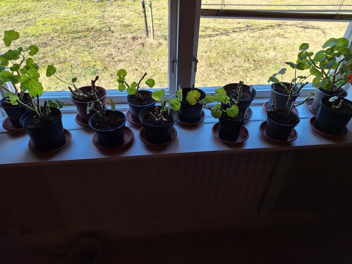 Flera pelargoner står i krukor på en fönsterbräda med utsikt mot trädgården, nyligen nerklippta för att vakna ur vintervila.