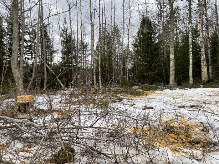 Nedfällda träd i en snötäckt skog med trädstubbar och grenar som ligger på marken. Vinterscen i en skog med löv- och barrträd.