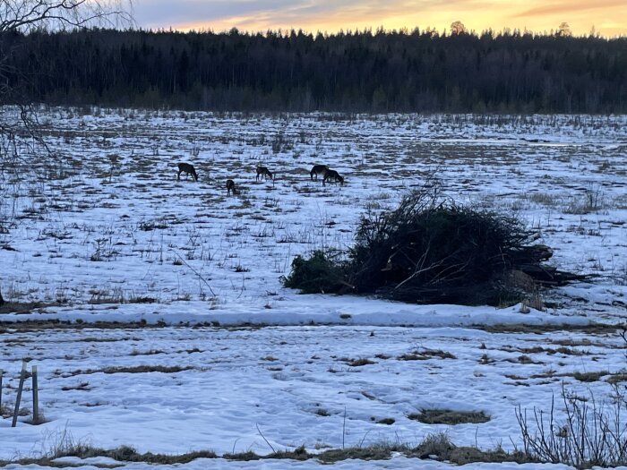 Snötäckt fält med rådjur som betar i vinterlandskap, skog i bakgrunden och en hög med grenar i förgrunden vid solnedgång.