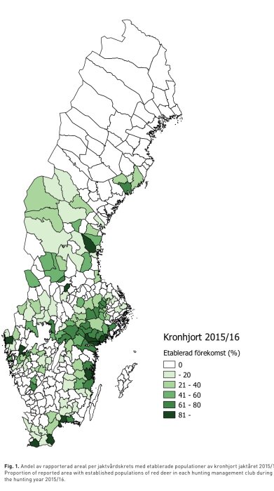 Karta över kronhjortens förekomst i Sverige 2015/16, med hög närvaro söderut och vid Umeå till Örnsköldsvik i norr.