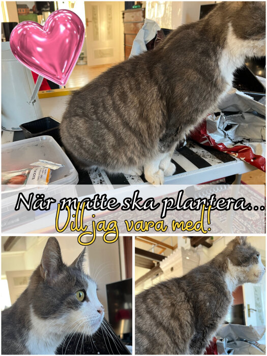 Katt som sitter på ett planteringsbord med fröpåsar, planteringslådor och ett rosafärgat hjärta.