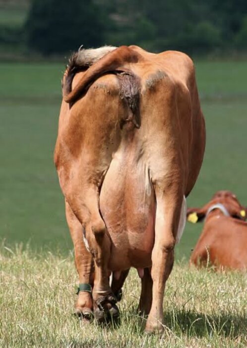 En ko sedd bakifrån på en grön äng med en annan ko liggande i bakgrunden.