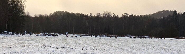 Grupp av cirka 30-35 dovhjortar springer över ett snötäckt fält framför en skog i bakgrunden.