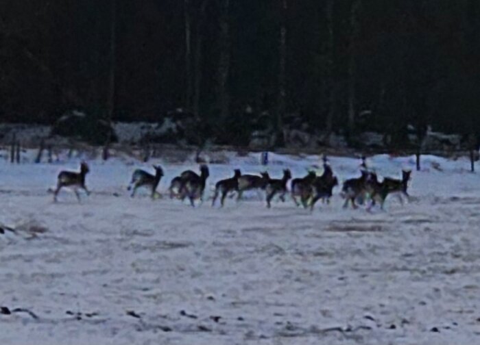 En grupp rådjur springer över ett snötäckt fält med skog i bakgrunden.