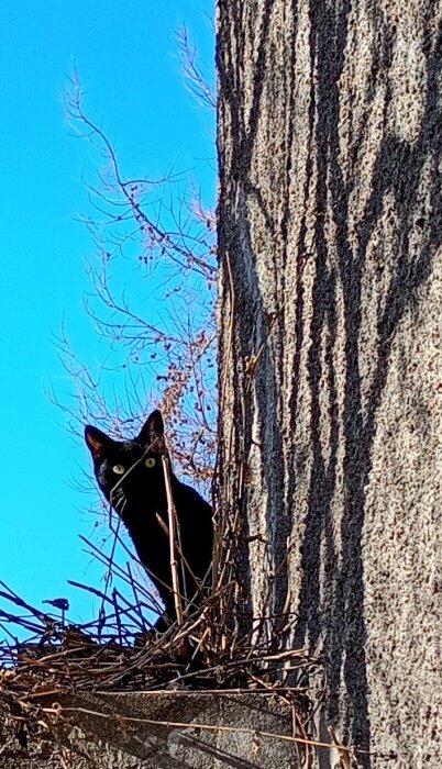 Skygg svart katt kikar fram bakom en husknut med blå himmel i bakgrunden.