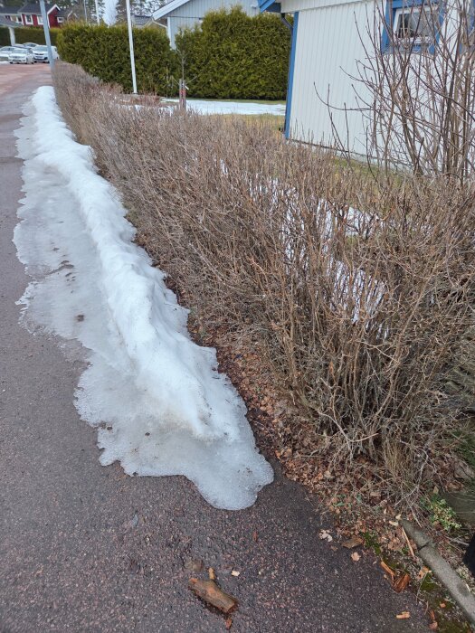 Buskar längs en trottoar med smältande snö intill.