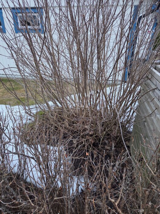 En stor, bladlös buske i en trädgård som ska tas bort, med ett plank och ett hus i bakgrunden.