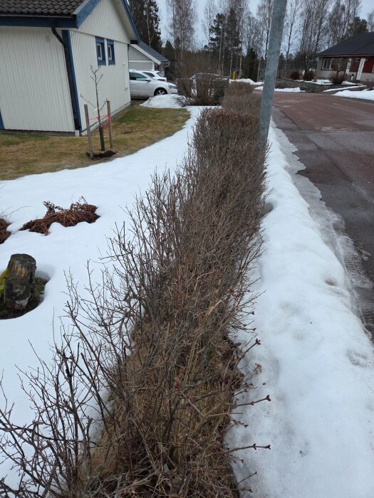 Buske längs en snötäckt gångväg, bredvid ett hus. Området verkar ligga i ett bostadsområde med flera hus i bakgrunden.