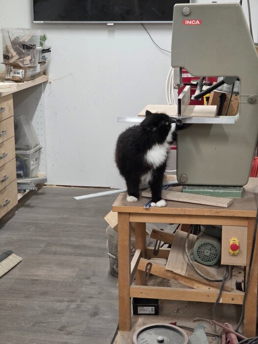 Svartvit katt står på ett arbetsbord intill en bandsåg i ett snickeri.