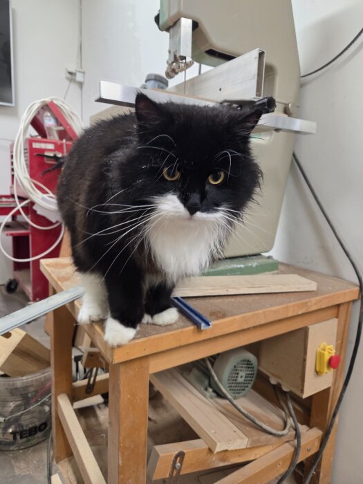 Katt i snickeriet står på arbetsbänk bredvid hyvelmaskin, verktyg och träbitar syns runtomkring.