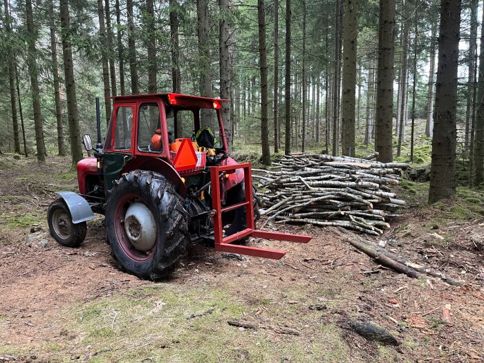 Röd traktor i skog bredvid staplad ved, omgivet av höga träd.