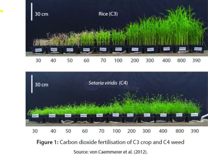 Dubbla rader med växter i krukor, märkta med koldioxidnivåer, visar ris (C3) och Setaria viridis (C4) under olika koncentrationer av CO2.