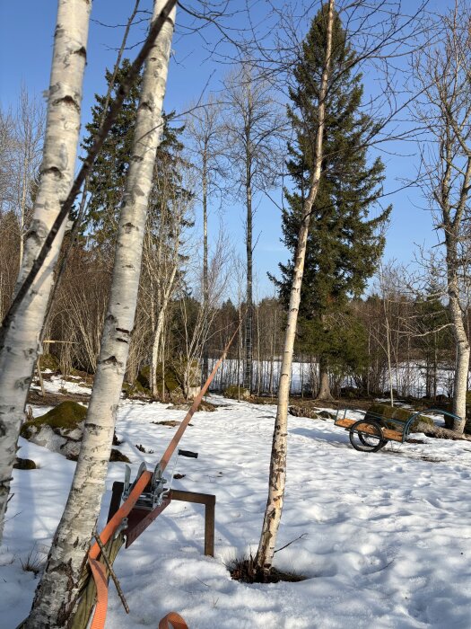 Snötäckt mark med björkar och granar, en spännbandadevins och en kärra, redo för vedarbete i skogen.