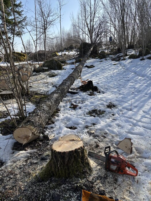 Fällt träd i snötäckt landskap med stubbe och motorsåg i förgrunden, omgiven av kvistar och vedträn.