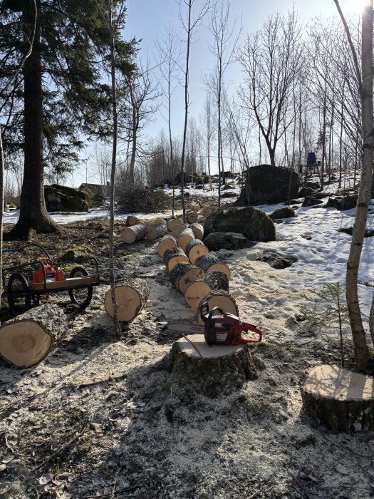 Sågade trädstammar och motorsåg på marken i skogsmiljö med snö.
