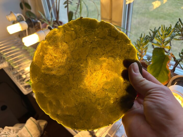 Hand håller grönbrun, genomskinlig glasdisk framför ljuskälla, med krämig, texturerad yta och ojämna kanter. Växter i bakgrunden.