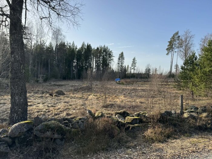 Öppen äng med stengärdsgård framför, omgiven av skog. En blå presenning syns i fjärran under en ljusblå himmel.