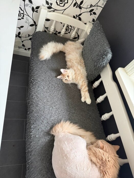 Två katter ligger på en grå bänk, en är rakad och den andra har lång päls. Bänken står mot en blommig tapet.