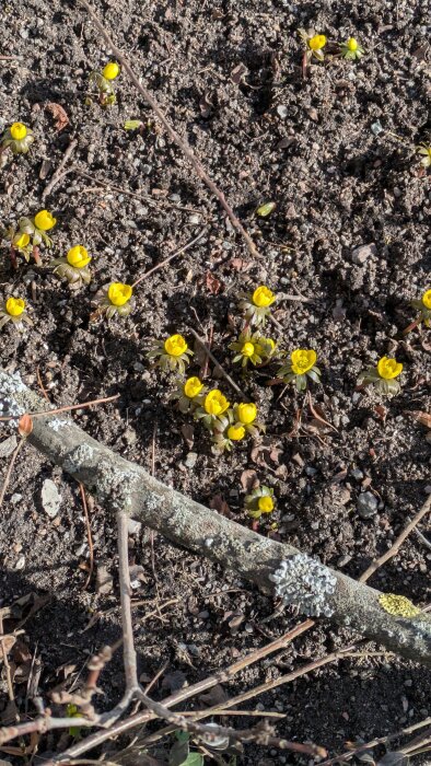 Gul vintergäck blommar på jordig mark med grenar och kvistar omkring.