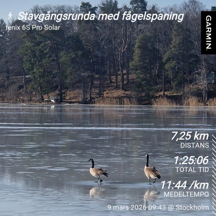 Två gäss går på en frusen sjö med träd i bakgrunden. Text visar stavgångsdata: distans 7,25 km, tid 1:25:06, medeltempo 11:44 min/km. 9 mars 2026, Stockholm.