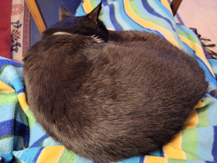 Grå katt sover ihopkurad på knäet av en person på randig filt i blått, grönt och gult.