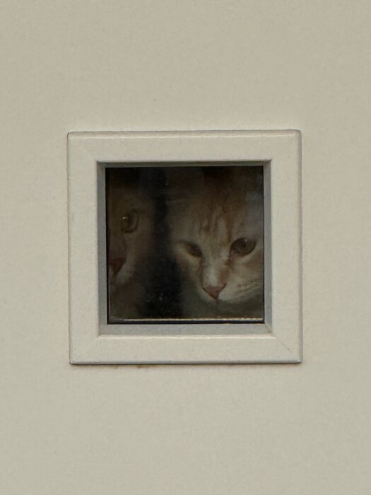 Två katter i fönster, en vit och en orange.