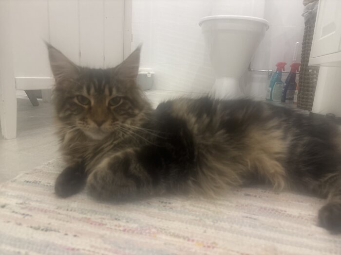 Katt ligger på en matta i ett badrum, med städprodukter och toalettsits synliga i bakgrunden.