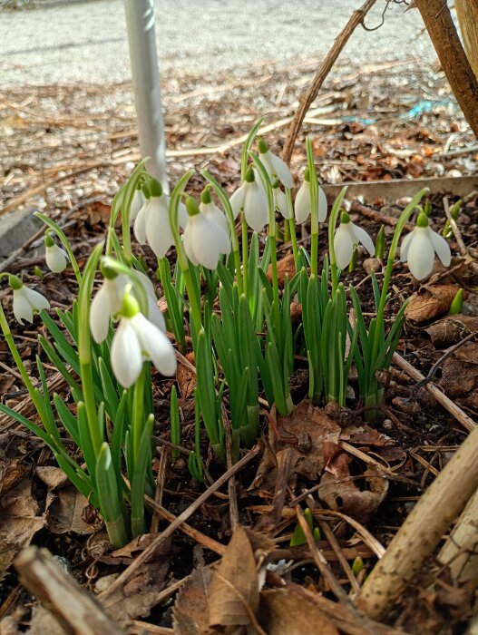 Snödroppar i blom på marken, omgivna av bruna löv och kvistar, ett vårtecken i Sörmland.