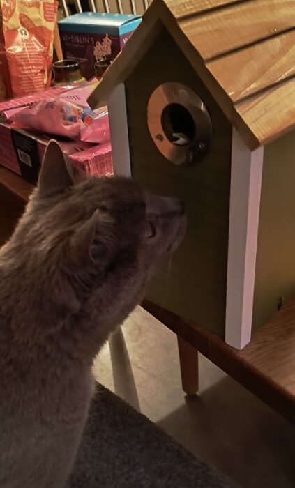 Grå katt som nosar på ett grönt fågelhus på ett bord med diverse föremål i bakgrunden.