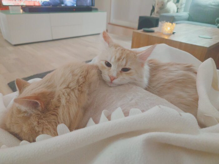 Två fluffiga katter ligger avslappnat på en filt i en ljus vardagsrumsmiljö.
