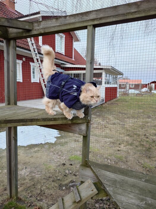 Katt i blå jacka balanserar på ett träställning utanför ett rött hus.