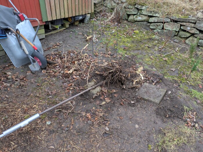 Stubbe av schersmin som grävts upp med spett i en trädgård. En skottkärra och spade syns bredvid ett plank, med stenar i bakgrunden.
