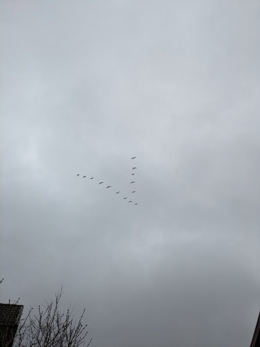 Fåglar flyger i V-formation på en grå himmel ovanför ett hustak och trädgrenar.