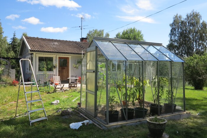 Växthus av gamla fönster i trädgård, med varierande glaspaneler och växter inuti. Stege och villa i bakgrunden.