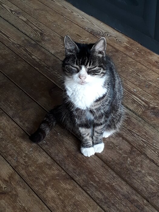En äldre katt med svart och vit päls sitter på ett trägolv, med slutna ögon, ser ut att vila bekvämt.