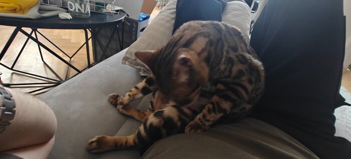 En katt tvättar sig på en soffa bredvid en person i svarta byxor och en klocka på vänster handled.