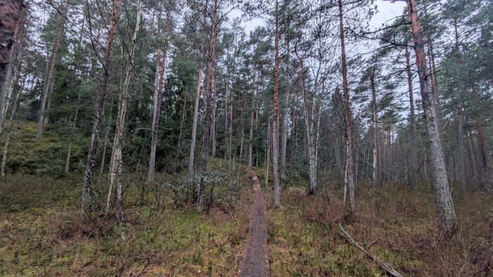 Stig genom en skog med höga träd och tät vegetation en mulen dag.