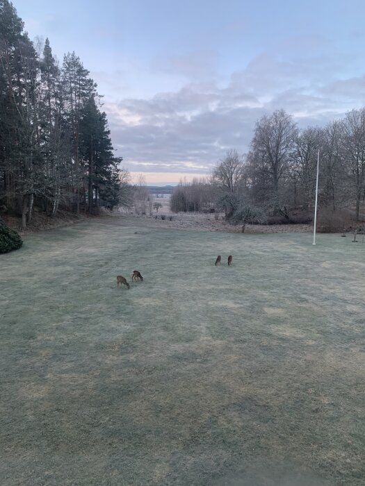 Stor gräsmatta med fem rådjur, omgiven av höga träd och en flaggstång. Dimma i bakgrunden och himlen täckt av moln.