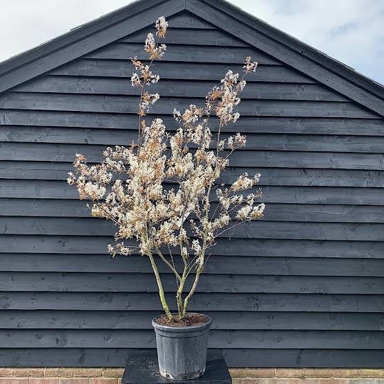 En buske i kruka framför en svart trävägg; troligen en Amelanchier (häggmispel) utifrån diskussionen.