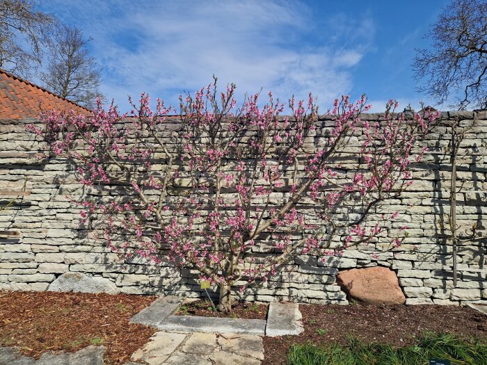Spaljerat persikoträd "Olga" med rosa blommor framför en stenmur i Botaniska trädgården i Visby.